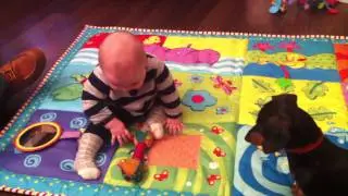Dachshund teaching baby to play fetch!
