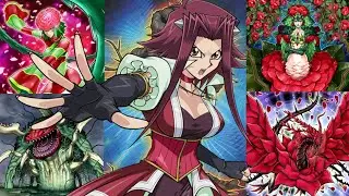 Yu-Gi-Oh! Duel Links Custom Deck #34 - Rose's Revenge