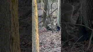 Suburban deer!! #deerhunt #deerhunting #wildlife #hunting #shorts