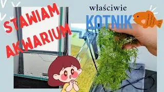 Małe Akwarium, Duży Potencjał: Kotnik dla Narybku Rasbora Galaxy! | Pani Akwarystka