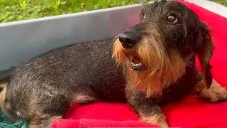 Dachshund Teddy's Wheelbarrow Express 😂 #TeddyTheDachshund