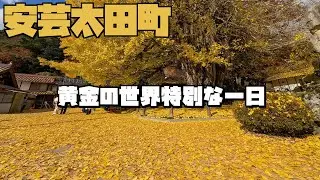 【広島ツーリング】絶景を探して広島県をツーリングちょうどこの時期「筒賀のイチョウ」が最高の時期を迎えます。黄金の世界、最高の一日になりました
