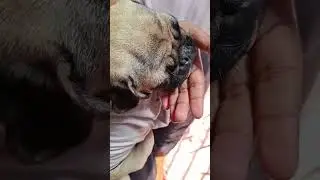 Pug Mischief| Everyday mini vlog of my pug| Funny video #shorts #funny #viral 