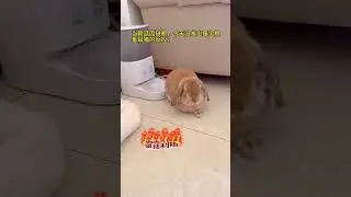Who is shooting#Cute pets#Pet#Tutu#Rabbit#Drooping Ear Rabbit