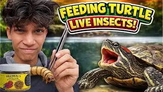 Turtle Ka Live Food Test 😲 | Crickets, Roaches & Mealworms | Promeal Insects