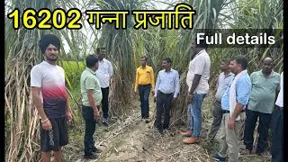 16202 गन्ना प्रजाति- पहचान,रोग,उत्पादन,बीज | COLK 16202 sugarcane variety full details video