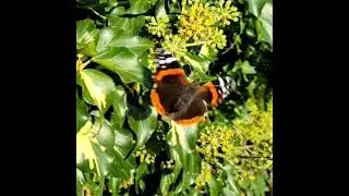 Butterfly Takeoff Super Slow Motion