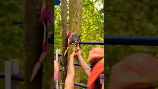 Indian Malabar Giant Squirrel 🐿️ | Sabarimala Ayyappa #ayyappa #squirrel #shorts #thelastcholas