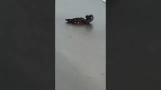новый питомец #dogs
