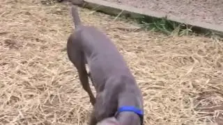 Welcome to Weim World