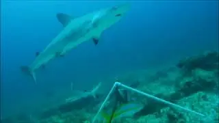 Highlights from the Abaco Islands, Bahamas