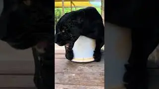 Don't get bitten #animals #edits #viralvideos