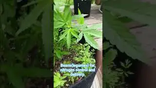 Ethos Grape Diamond w/Companion plants, Update day 30 veg outdoor 7 gal geopot,living soil. #garden
