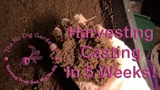 Harvesting worm castings in 5 weeks. #vermicomposting #wormcastings #wormery #uk