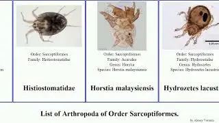 List of Arthropoda of Order Sarcoptiformes. dos americana equi laevis cati casei similis exilis