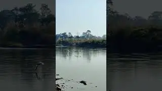 Chitwan Nepal #chitwan #nepal #birds