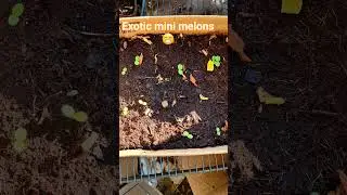 Exotic Mini-Melons #cucamelons  #muskmelonseeds #growingfood #bigcropssmallspaces