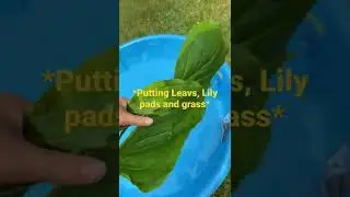 Making a tiny frog pond👍🐸💧
