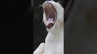 Who Has the Cutest Yawn? Find Out in 60 Seconds!