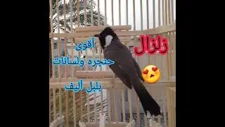 ماكو أحلى من صوت البلبل وقت الغروب # بلبل اليف تخريج بدراوي الملقب زلزال
