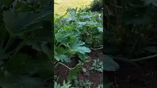 Fond Blanc Melon + Terrace Grooming