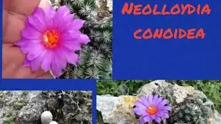 Neolloydia conoidea