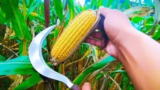 Harvesting a small farm in India