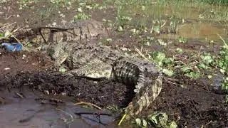 Crocodile Market