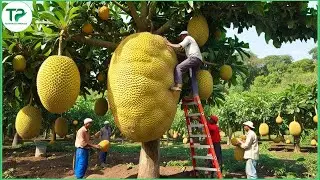 How Millions of Jackfruit Are Harvested & Processed &ndash; Amazing Thai Food