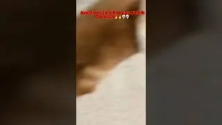 Axel try&rsquo;s to kill socks