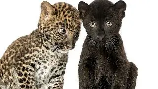 That's Good Science! 01.13 | How the leopard lost its spots