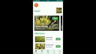 PlantSnap identifies a Knife-leaf wattle (Acacia cultriformis)