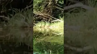 Vodomec (Alcedo atthis) pri ribolovu ni vedno uspe&scaron;en