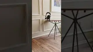Lemur playtime at home enrichment for raising a ringtail