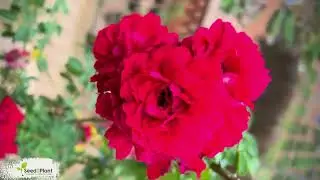 Fragrant Don Juan Red Rose | Live Plant | Creeper/Climber | Flowering | Seed2Plant