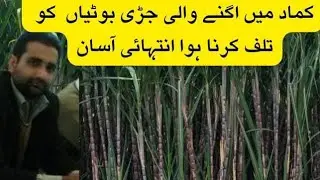 herbicide for sugarcane|best method of weed control for sugarcane| sugarcane|@CropReformer