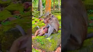 A New Heartbeat Joins the Jungle&rsquo;s Song 🎶🐒