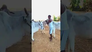 Our people and animals just fun #trend #viralshort #video #yt