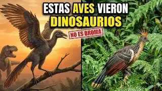 Dinosaur or Bird? The truth about these terrifying creatures
