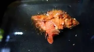 Cymatium (Monoplex) aquatile  P8041914