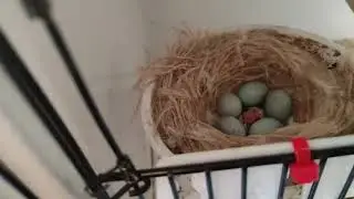 Helping your canaries to make a perfect nest!
