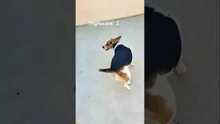 How many times can Biscuit spin? #music #vtuber #happy #dogshorts #pets #englishvtuber#spinchallenge