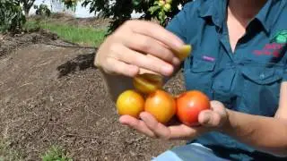 Dwarf Plum Tree&nbsp;Grafted - Gulf Gold Fruit Tree - Ripens @ Christmas Time