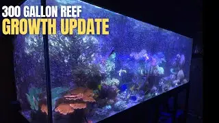 300 Gallon Reef Update | So Much Growth With Very Little Work