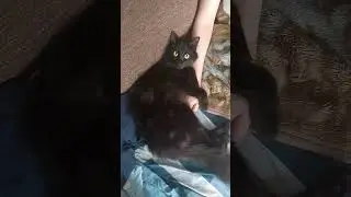 #животные #приколысживотными #коты #приколыскотами #черныйкот #милота #shorts