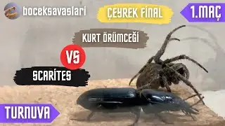 B&Ouml;CEK SAVAŞLARI TURNUVASI | &Ccedil;EYREK FİNAL | 1.MA&Ccedil; | SCARİTES VS KURT &Ouml;R&Uuml;MCEĞİ