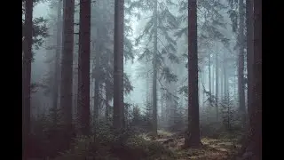 Peruvian Rain Forest Ambience - Rest,Relax,Meditate,Sleep,Work,Focus,Concentrate,Study