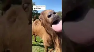 funny goat  video status// content inall