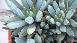 pachyphytum longifolium