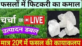 फसलों में फिटकरी का कमाल, मात्र 20₹ में फसल की कायाकलप। #Alum#fitkri